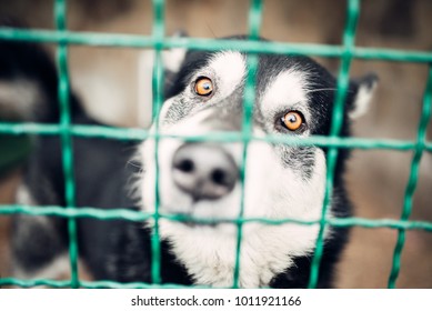 Cute Pet Face Behind Bars In Veterinary Clinic