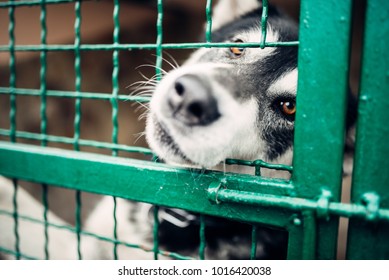 Cute Pet Face Behind Bars In Veterinary Clinic