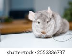 Cute pet fur fluffy chinchilla on white table