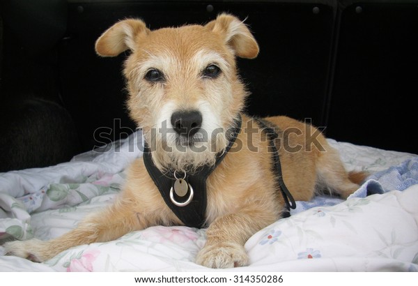 Cute Pet Jack Russell Yorkshire Terrier Stock Photo Edit Now