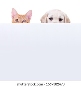 Cute pet Labrador puppy dog and kitten cat animal peeking over empty sign or looking above blank banner isolated on white background for sale ad, party invite card, hold adoption poster board or flyer
