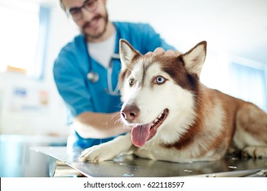 Cute pet lying on table in vet clinic - Powered by Shutterstock