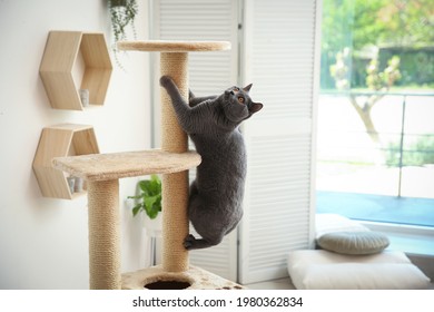 Cute Pet On Cat Tree At Home