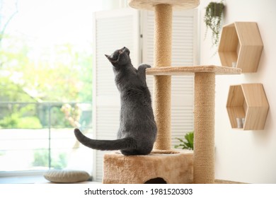 Cute Pet On Cat Tree At Home