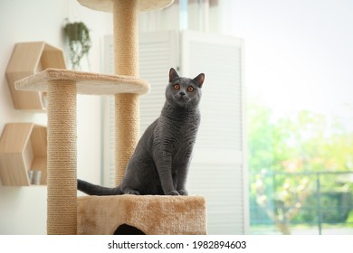 Cute Pet On Cat Tree At Home