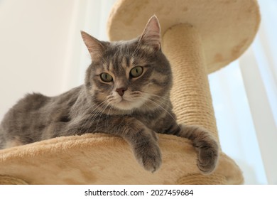 Cute Pet On Cat Tree At Home, Low Angle View