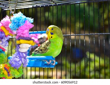 Cute Pet Parakeet . Budgie