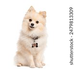 Cute pet pomeranian dog with fluffy fur sitting on a white background