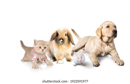 Cute Pet Puppy And Kitten And Rabbit And Hamster On A Background