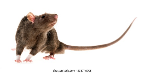 Cute Pet Rat