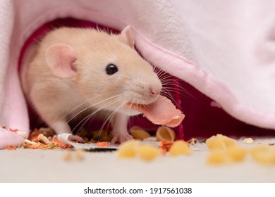 Cute Pet Rat Holding Her Treats