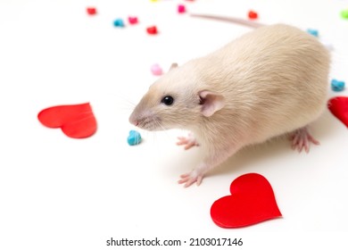 Cute Pet Rat. Love. Valentine's Day 