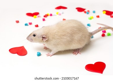 Cute Pet Rat. Love. Valentine's Day And Animals