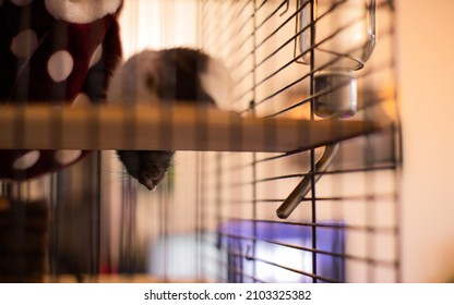 Cute Pet Rat Sleeping With Head Hanging From Wooden Plank In Cage