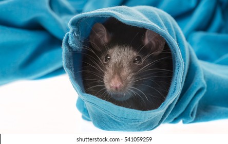 Cute Pet Rat In A Sleeve