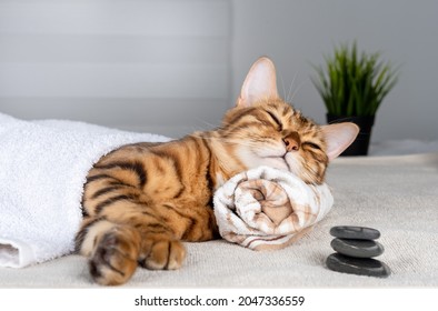 Cute Pet Relaxing At The Spa. Bengal Cat Lies On A Towel, Eyes Closed.