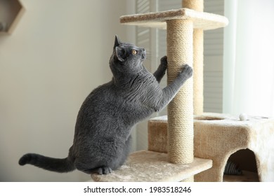 Cute Pet Sharpening Claws On Cat Tree At Home