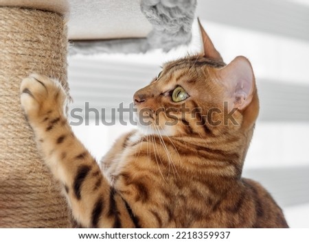 Cute pet sharpens its claws on a cat tree at home. Selective focus.