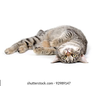 Cute Pet Tabby Cat Laying Down On White Background