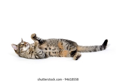 Cute Pet Tabby Cat Laying Down And Playing On White Background