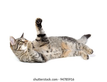 Cute Pet Tabby Cat Laying Down And Playing On White Background