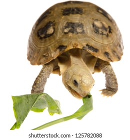 Cute Pet Turtle Tortoise Isolated Stock Photo 125782088 