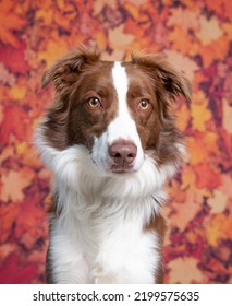 Cute Photo Of A Dog In A Studio Shot On An Isolated Background