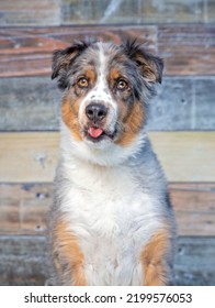 Cute Photo Of A Dog In A Studio Shot On An Isolated Background