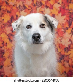 Cute Photo Of A Dog In A Studio Shot On An Isolated Background