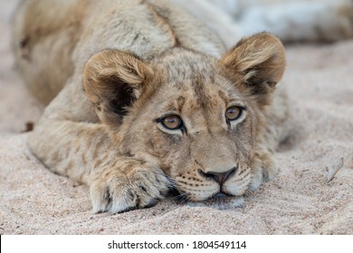 Lionceau Images Photos Et Images Vectorielles De Stock Shutterstock