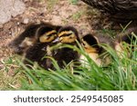 Cute picture of ducklings resting together in the grass of the botanical gardens of Hobart, Tasmania. 5 baby ducks, having a nap in the plants, brothers and sisters ducks. Picture taken in Australia.