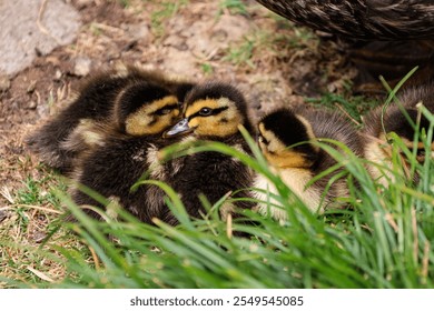 Cute picture of ducklings resting together in the grass of the botanical gardens of Hobart, Tasmania. 5 baby ducks, having a nap in the plants, brothers and sisters ducks. Picture taken in Australia. - Powered by Shutterstock