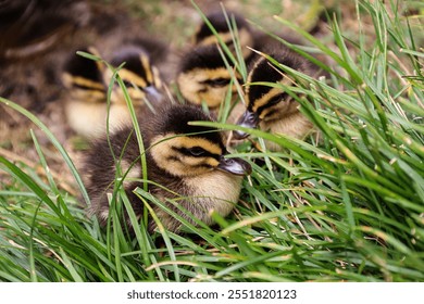 Cute picture of ducklings resting together in the grass of the botanical gardens of Hobart, Tasmania. Baby ducks, having a nap in the plants, brothers and sisters ducks. Picture taken in Australia. - Powered by Shutterstock