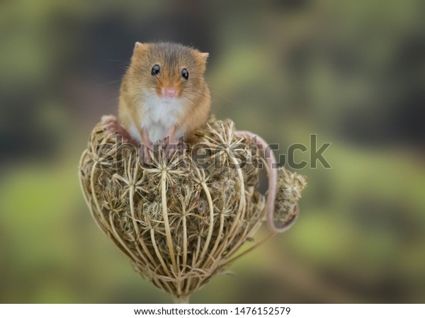 Cute
picture of a harvest mouse posing for the camera
