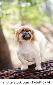 A cute picture of a Pekingese dog sitting on a logo in the forest. The dog has his tongue out