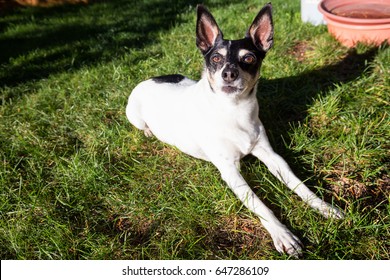 Cute Picture Of A Small Family Dog, Toy Fox Terrier, Sitting On Green Grass During A Sunny Day.