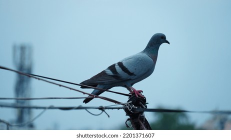 Cute Pigeon Sitting On A Rope