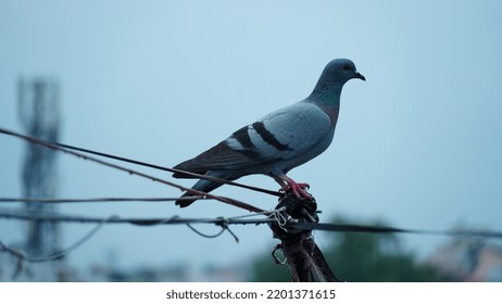 Cute Pigeon Sitting On A Rope