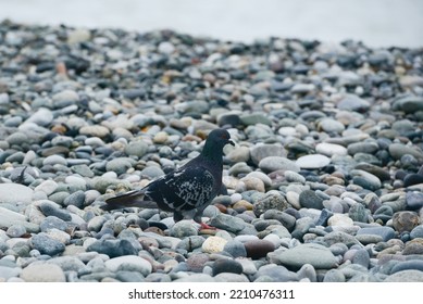 Cute Pigeon Standing On Beach Background