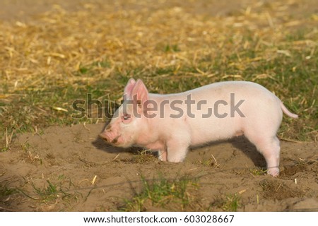 Similar – Foto Bild Cute happy baby pig with ear tag