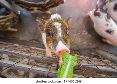 Cute Piglet In Farm Eating Vegetables