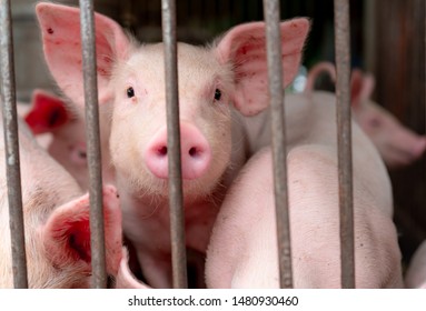 Cute Piglet In Farm. Happy And Healthy Small Pig. Livestock Farming. Meat Industry. Animal Meat Market. African Swine Fever And Swine Flu Concept. Swine Breeding. Mammal Animal. Pink Piglet In Pigsty.