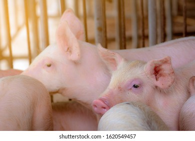 Cute Piglet In Farm. Happy And Healthy Small Pig. Livestock Farming. Meat Industry. Animal Meat Market. African Swine Fever And Swine Flu Concept. Swine Breeding. Mammal Animal. Pink Piglet In Pigsty.