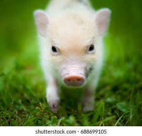 Cute Piglet Of Mini Pig Portrait