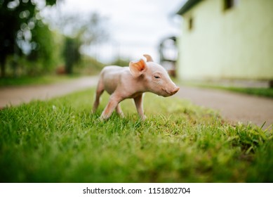 Cute Piglet On The Grass On A Farm.