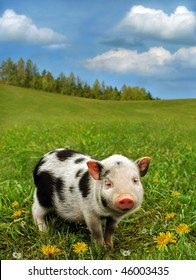 Cute Piglet On Spring Meadow