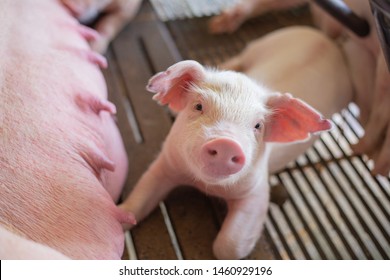 Cute Piglet In Pig Farm