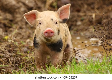 Cute piglet watching at camera 