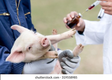 Cute piglet in workers hands, veterinarian with injection in background
