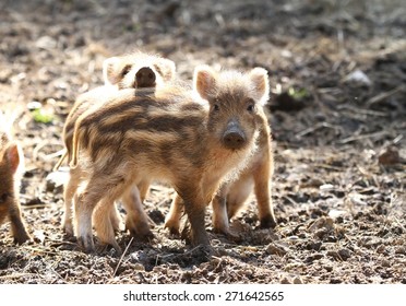 イノシシ 子供 の写真素材 画像 写真 Shutterstock